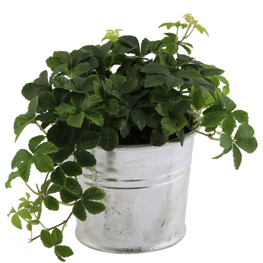 Flowerpot